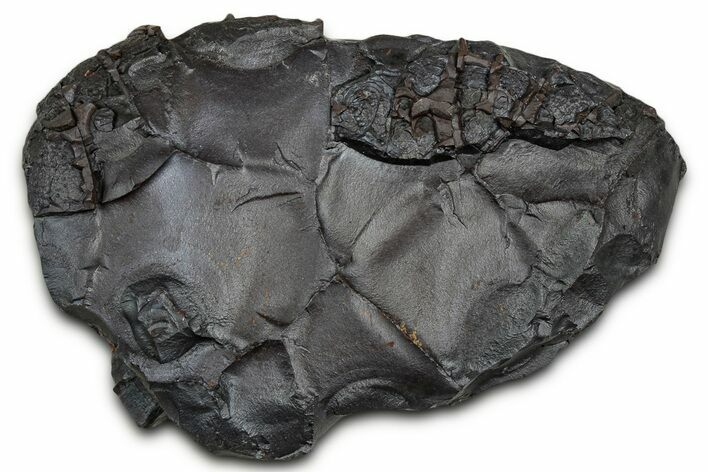 Dragon Scale Stone (Iron, Manganese, Siderite Nodule) #330271